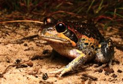 129-Limnodynastes dumerilii